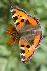 small tortoiseshell