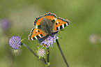 small tortoiseshell butterfly