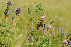 small tortoiseshell butterfly