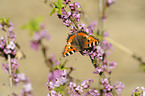 small tortoiseshell butterfly
