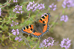 small tortoiseshell butterfly