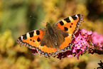 small tortoiseshell butterfly