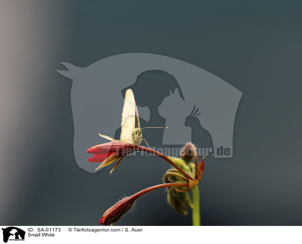 Kleiner Kohlweiling / Small White / SA-01173