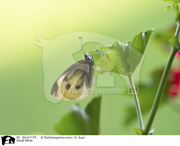 Kleiner Kohlweiling / Small White / SA-01179