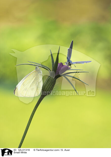 Kleiner Kohlweiling / Small White / SA-01316