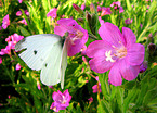 cabbage butterfly