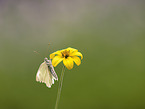 cabbage butterfly