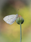 cabbage butterfly