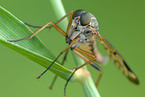 snipe fly
