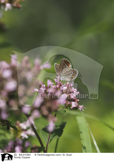 Brauner Feuerfalter / Sooty Copper / SA-01083