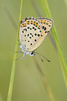 brown copper