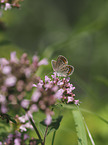 Sooty Copper