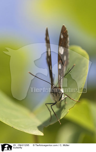 butterfly / CM-01295