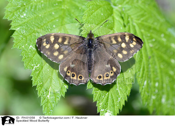 Waldbrettspiel / Speckled Wood Butterfly / FH-01058