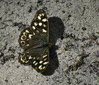 speckeld wood butterfly