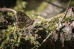 Speckled Wood Butterfly