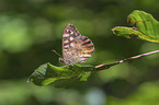 speckled wood butterfly