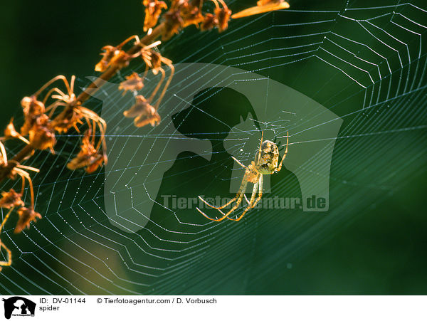 Spinne / spider / DV-01144