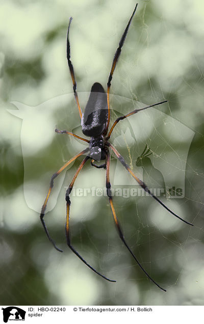 spider / HBO-02240