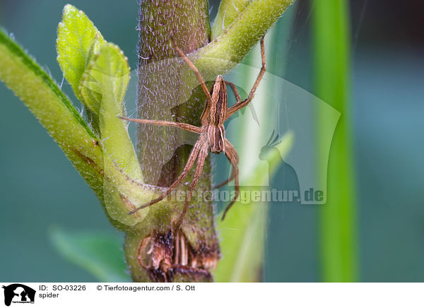 Spinne / spider / SO-03226