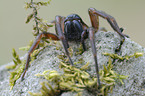 spider