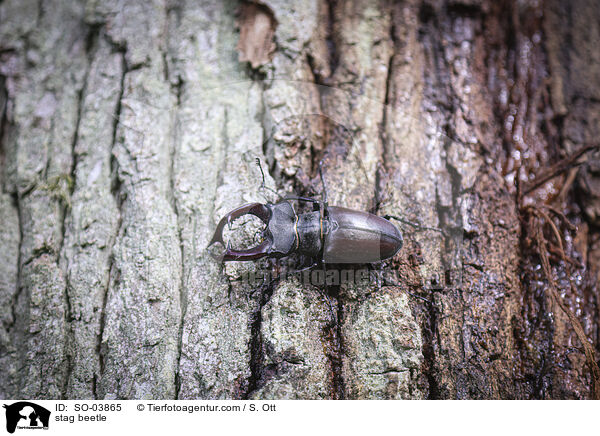 Hirschkfer / stag beetle / SO-03865