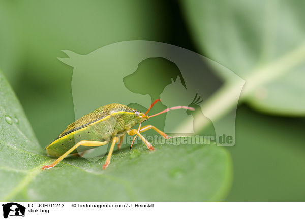 stink bug / JOH-01213
