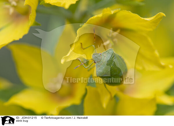 stink bug / JOH-01215
