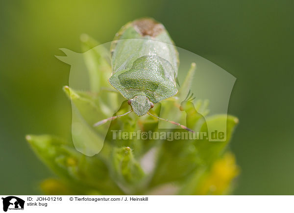 stink bug / JOH-01216
