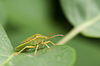 stink bug