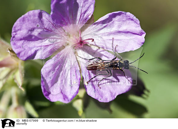 stonefly / MBS-07999