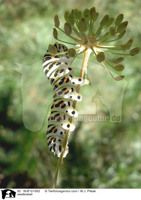 Schwalbenschwanz / swallowtail / WJP-01062