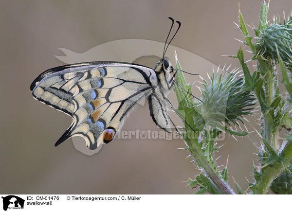 swallow-tail / CM-01476
