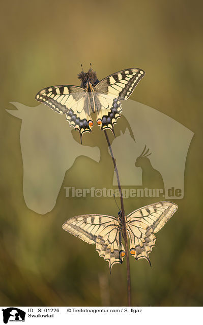 Schwalbenschwanz / Swallowtail / SI-01226