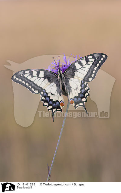 Schwalbenschwanz / Swallowtail / SI-01229