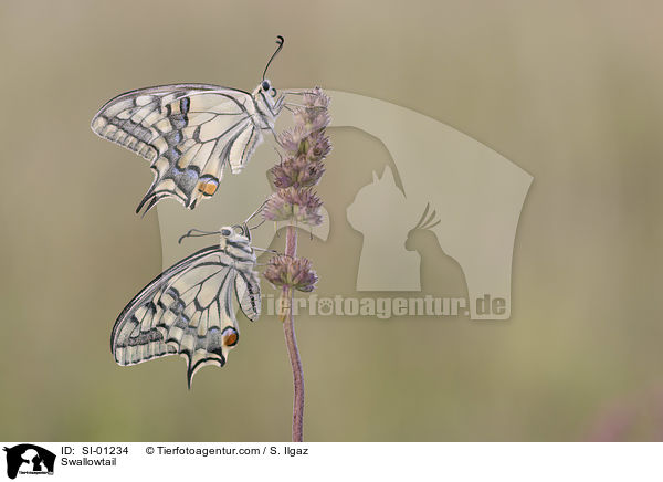 Swallowtail / SI-01234