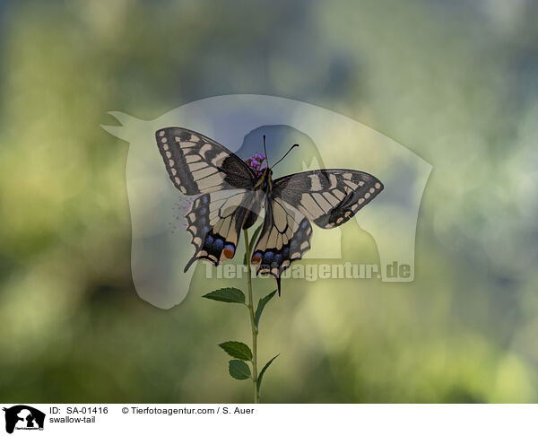 swallow-tail / SA-01416