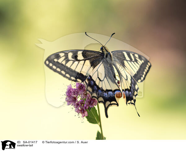 swallow-tail / SA-01417