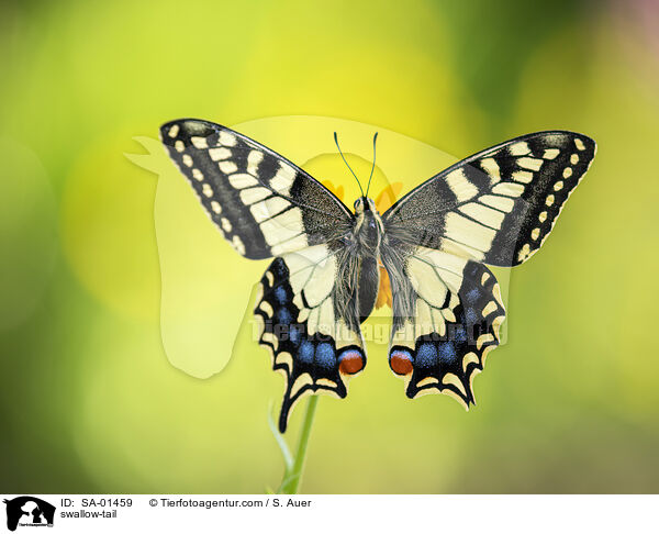swallow-tail / SA-01459