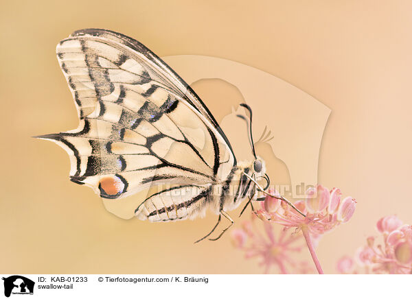 swallow-tail / KAB-01233