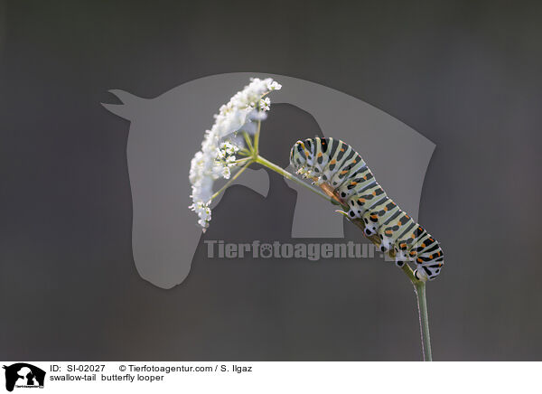 swallow-tail  butterfly looper / SI-02027