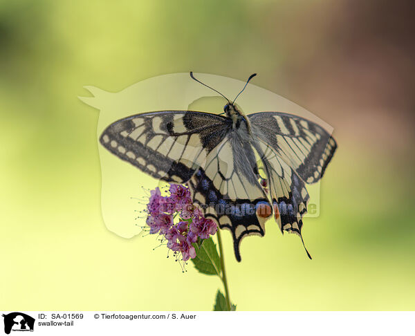 Schwalbenschwanz / swallow-tail / SA-01569