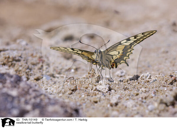 swallow-tail butterfly / THA-10149