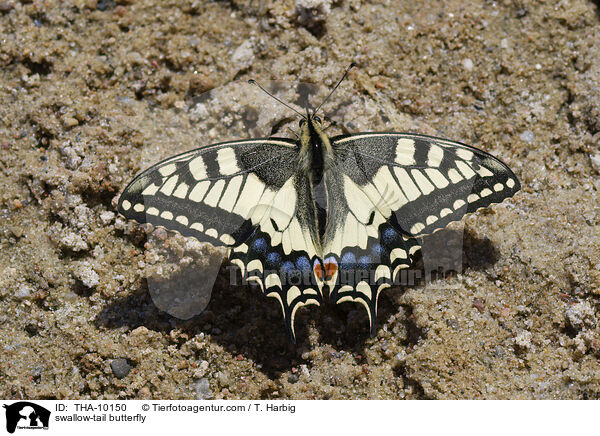 swallow-tail butterfly / THA-10150