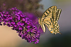 swallowtail butterfly