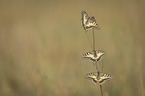 Swallowtail