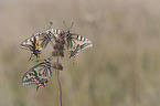 Swallowtail