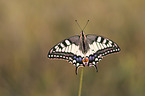 Swallowtail