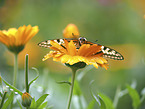 Swallowtail