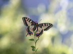 Swallowtail
